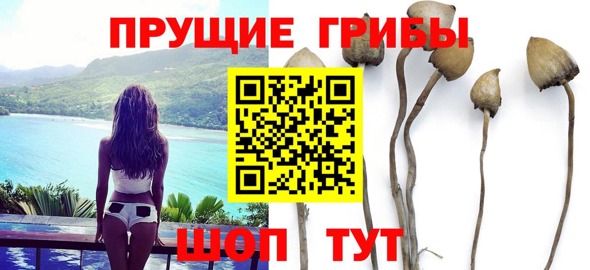 Псилоцибиновые грибы Cubensis Миллерово